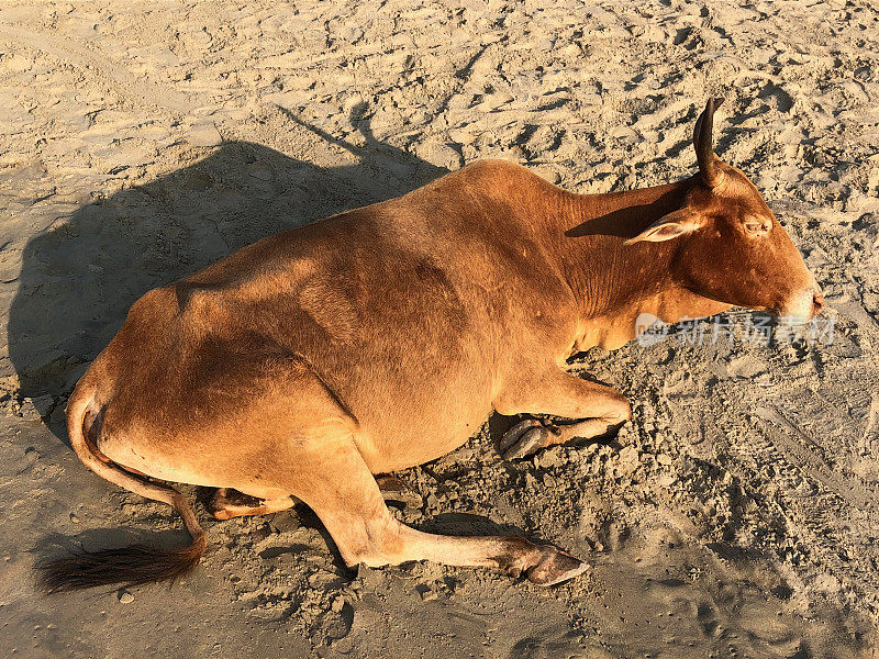 野生圣牛在印度果阿海滩度假胜地晒日光浴/睡觉